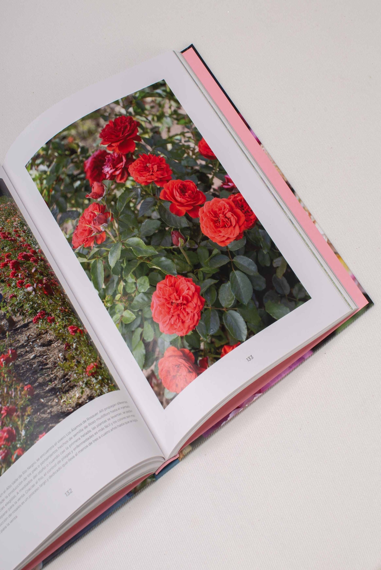 LIBRO ROSAS